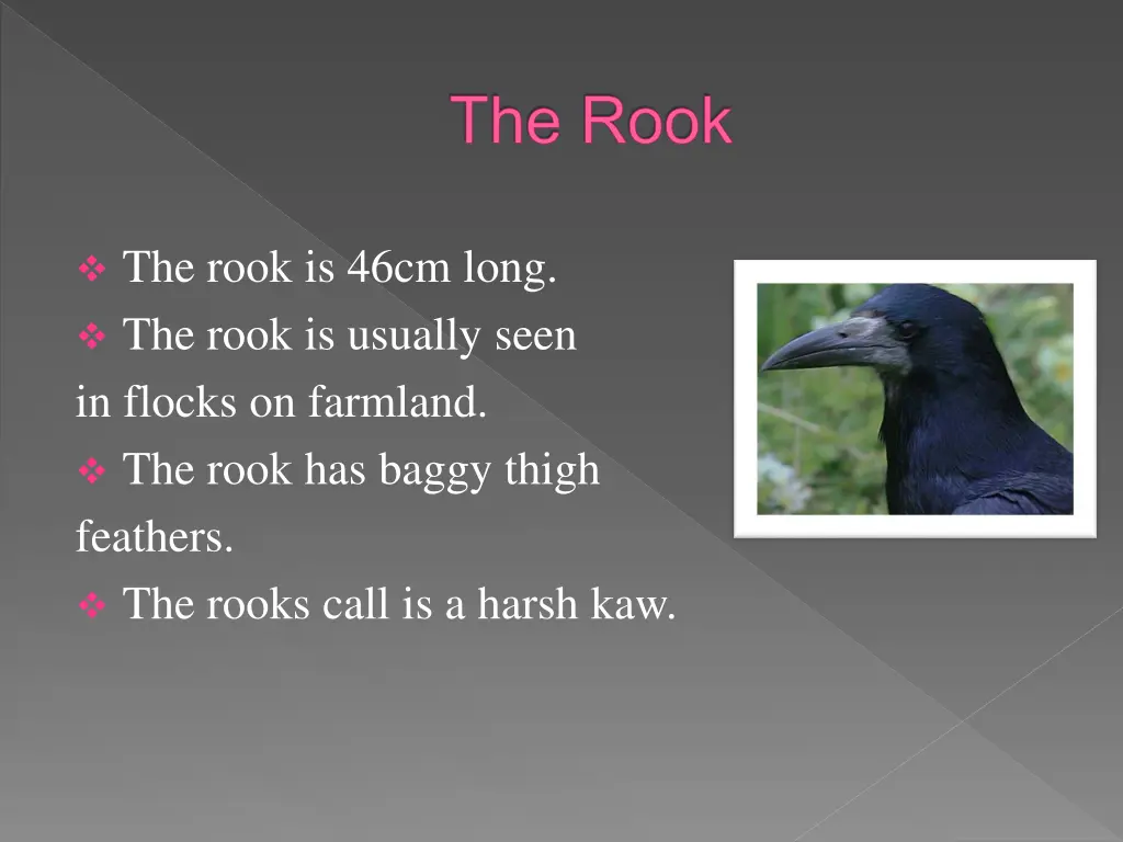 the rook