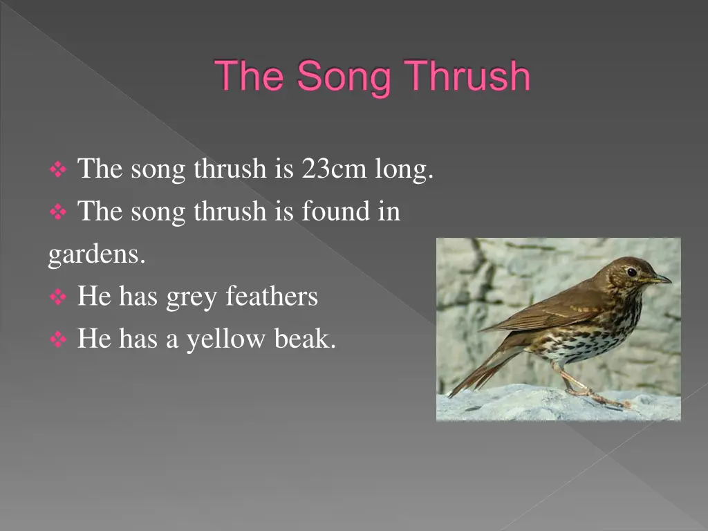 the song thrush