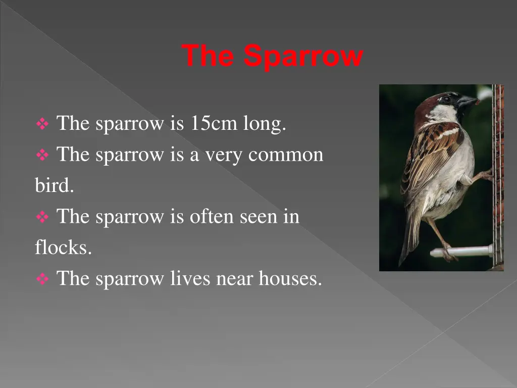 the sparrow