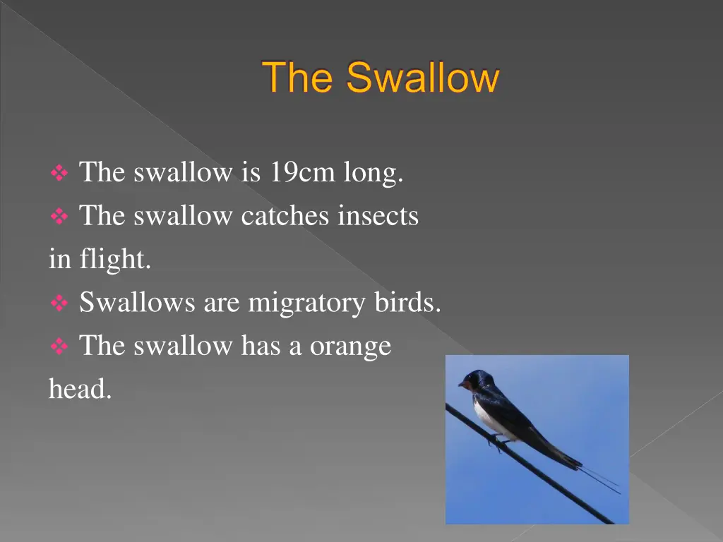 the swallow