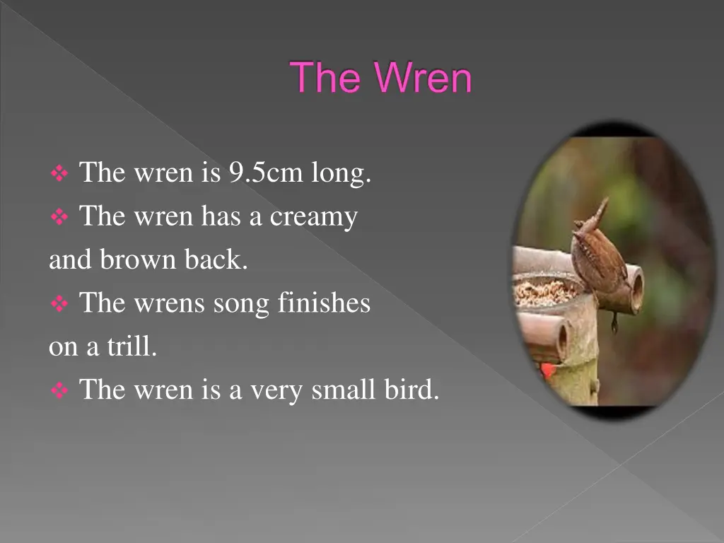 the wren