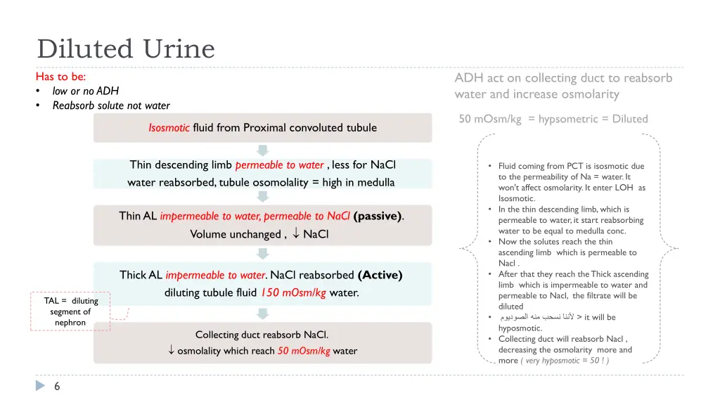 diluted urine has to be low or no adh reabsorb