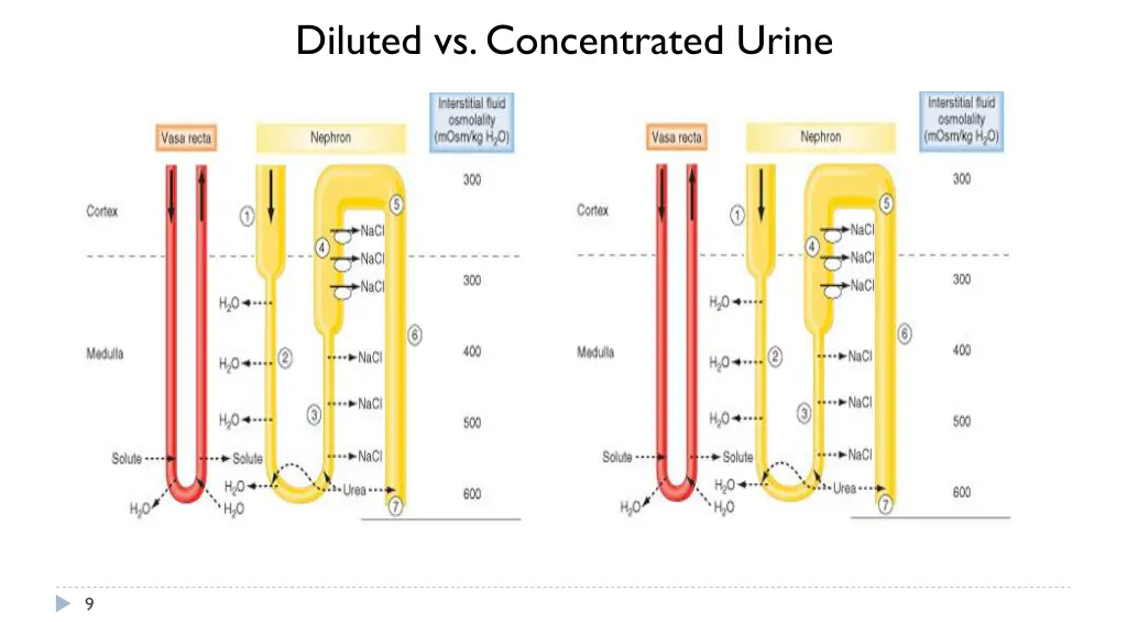 diluted vs concentrated urine