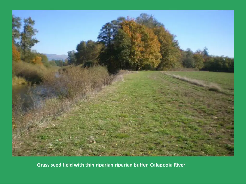 grass seed field with thin riparian riparian