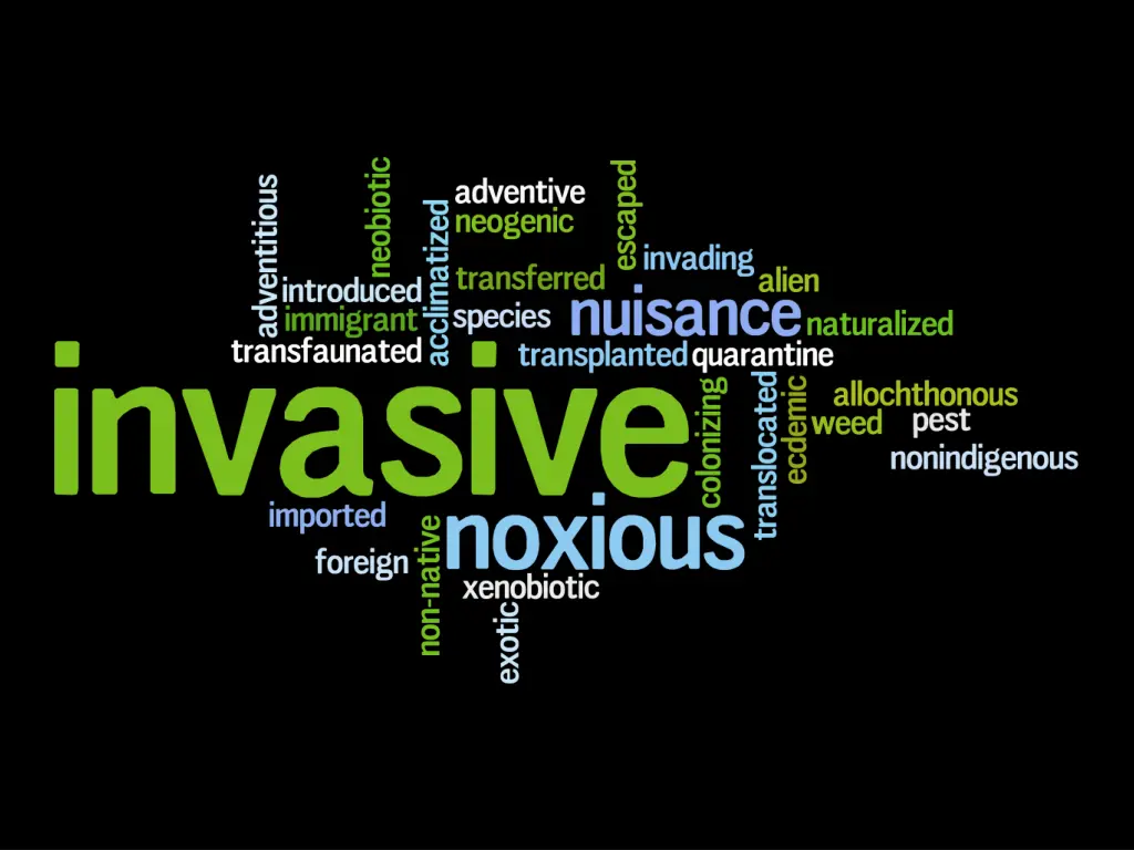 invasive word cloud