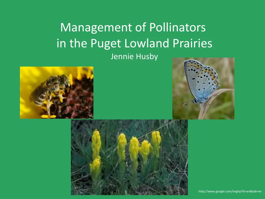 management of pollinators in the puget lowland