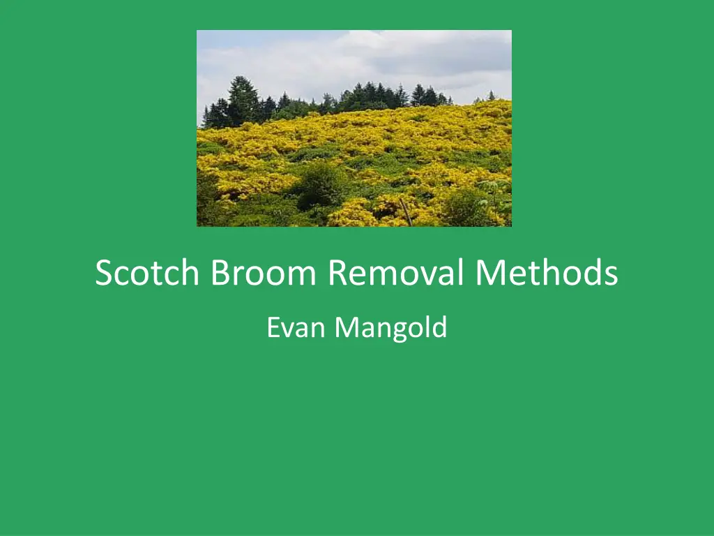 scotch broom removal methods