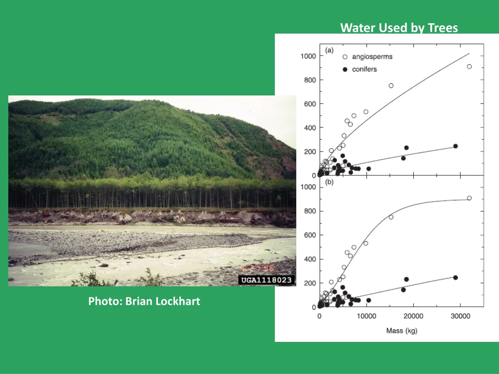 water used by trees