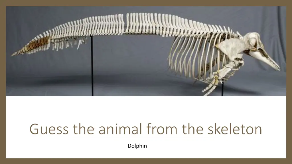 guess the animal from the skeleton 1