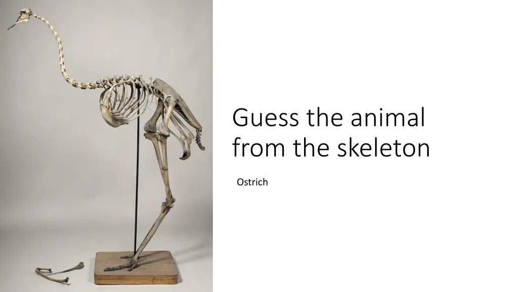 guess the animal from the skeleton 2