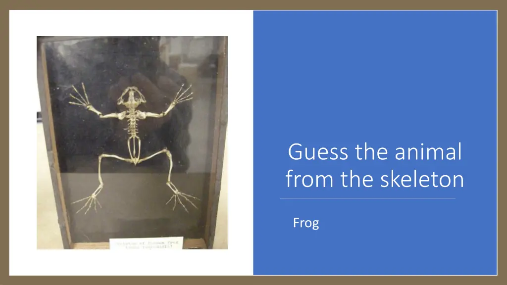 guess the animal from the skeleton