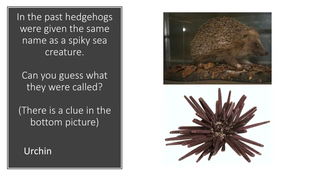 in the past hedgehogs were given the same name