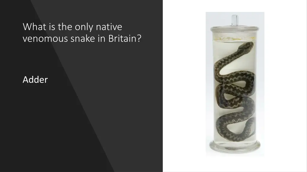 what is the only native venomous snake in britain