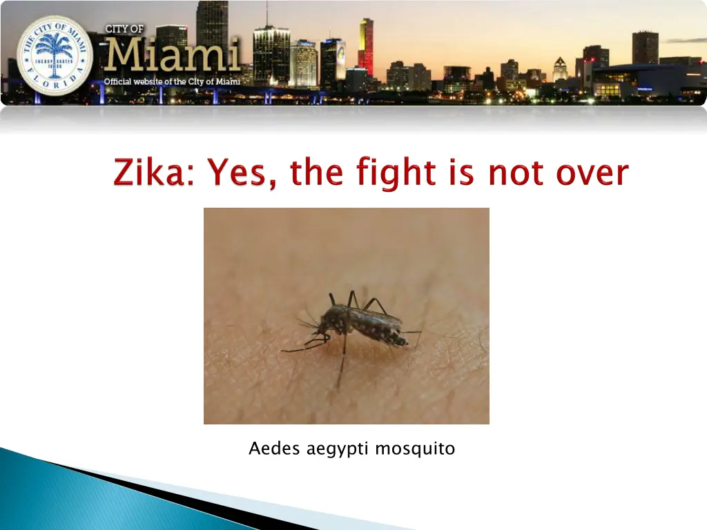 aedes aegypti mosquito