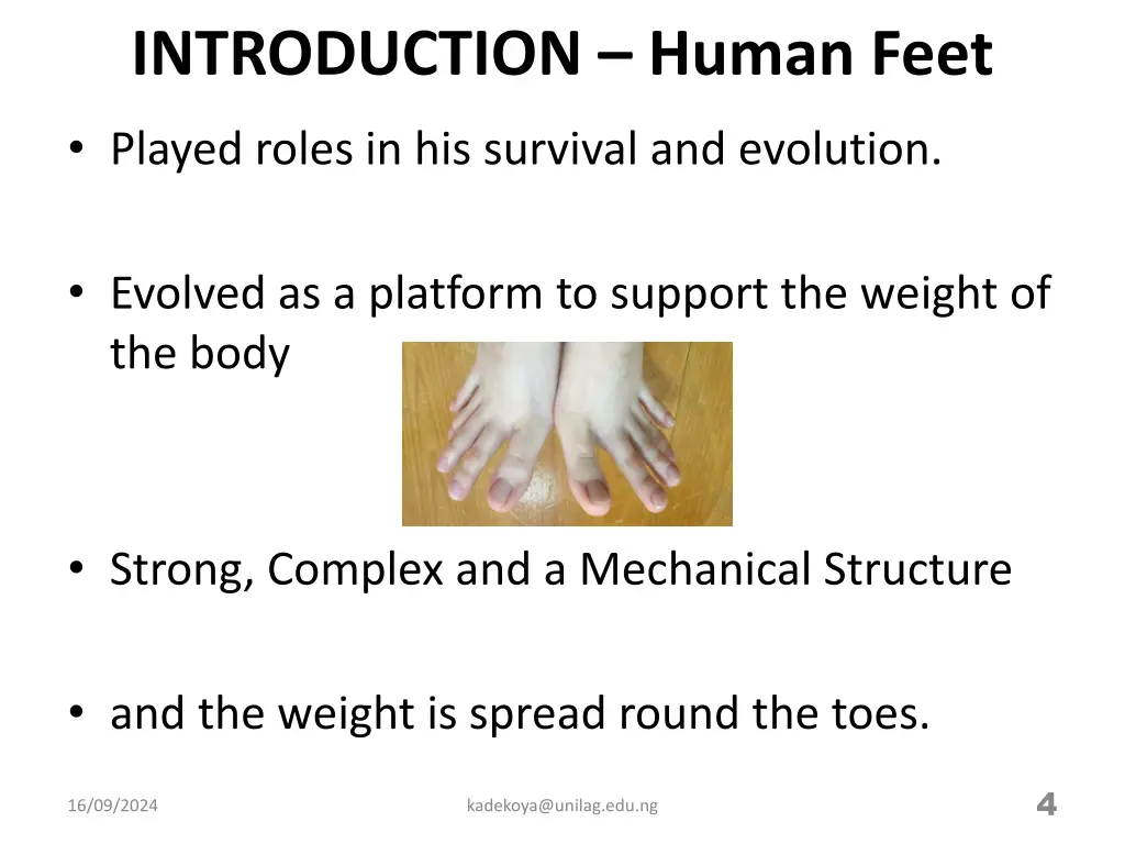 introduction human feet