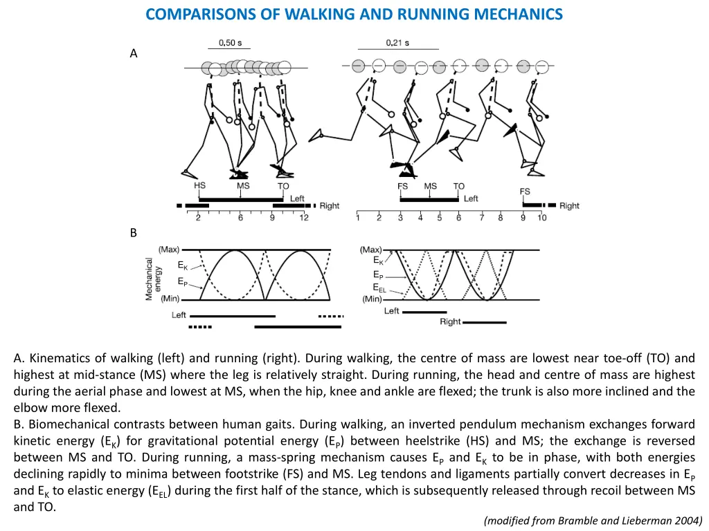 comparisons of walking and running mechanics