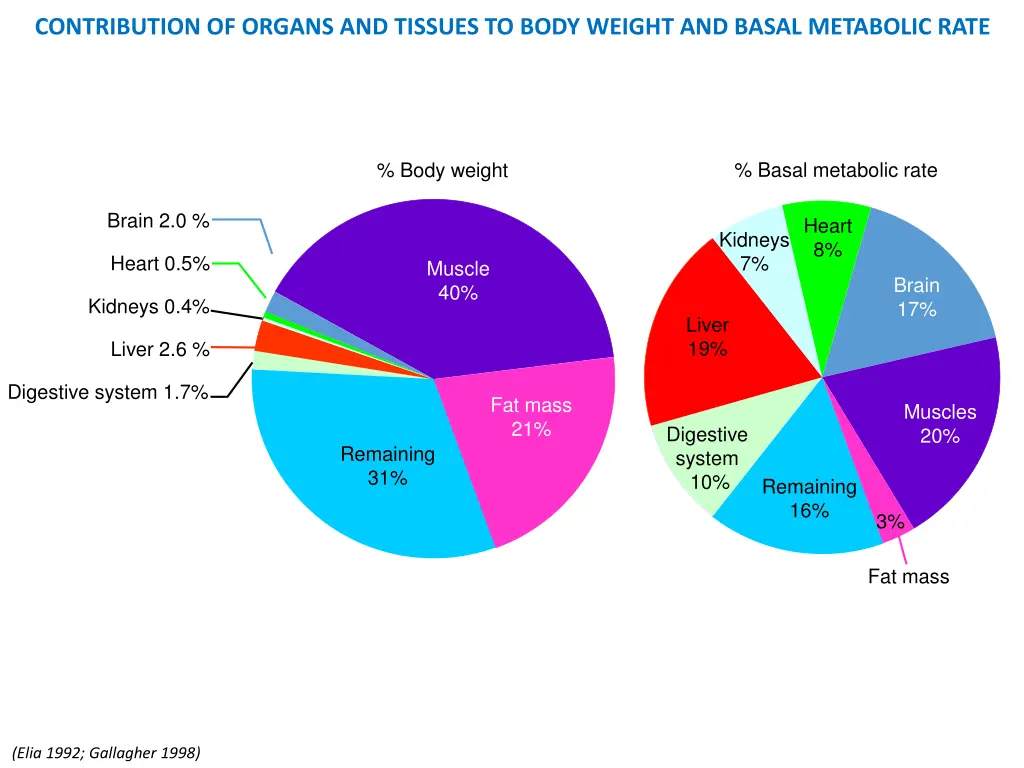 contribution of organs and tissues to body weight