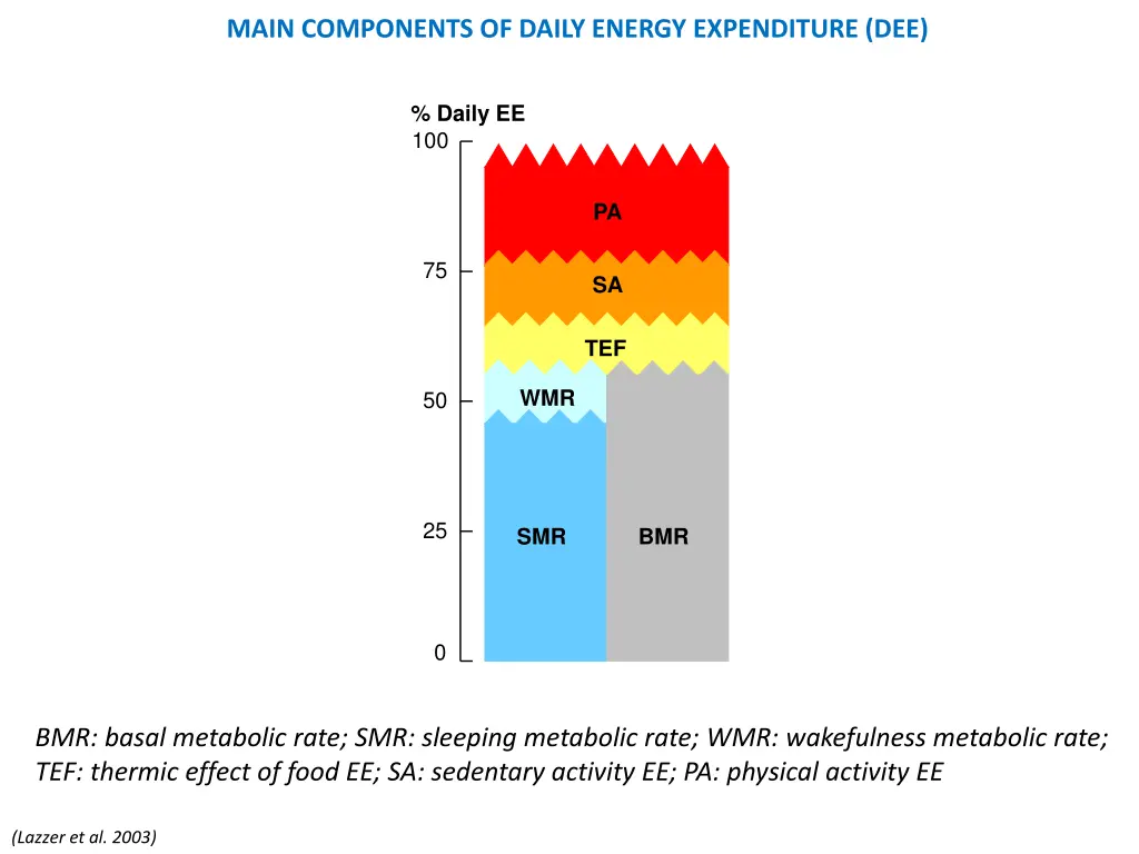 main components of daily energy expenditure dee