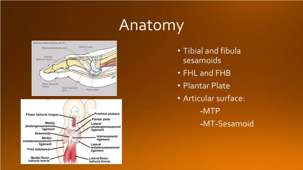 anatomy