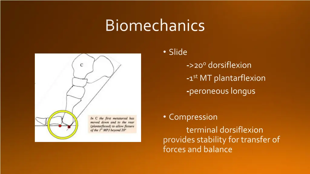 biomechanics 3