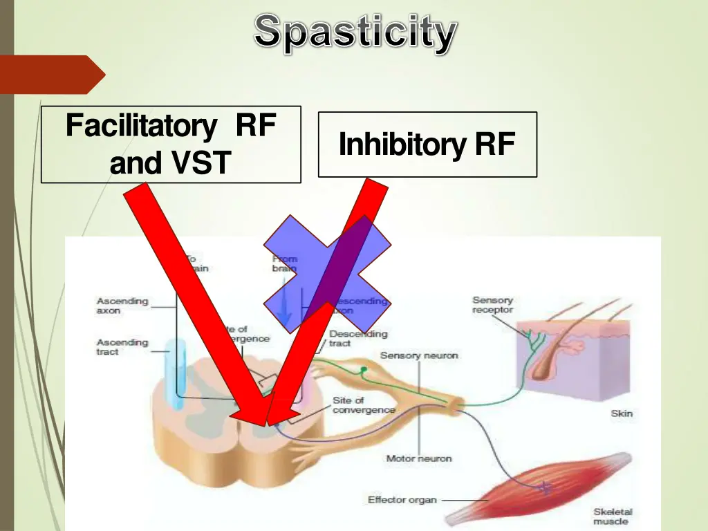 facilitatory rf and vst