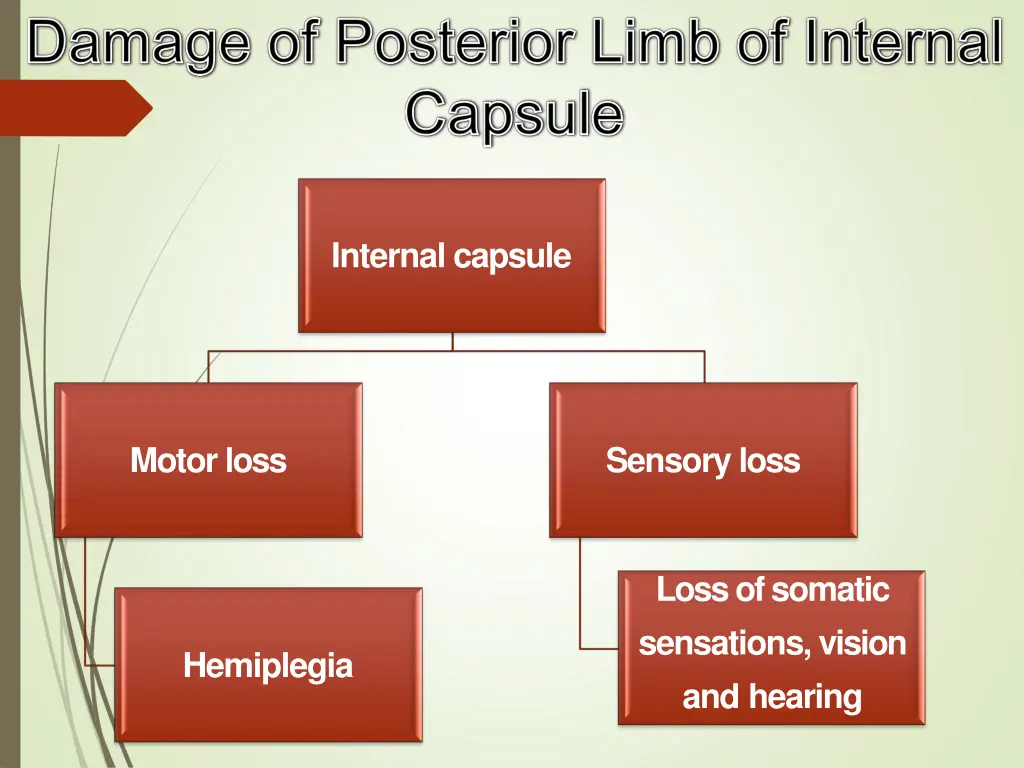 internal capsule