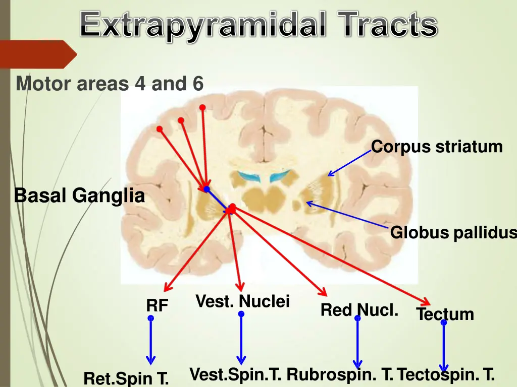 motor areas 4 and 6