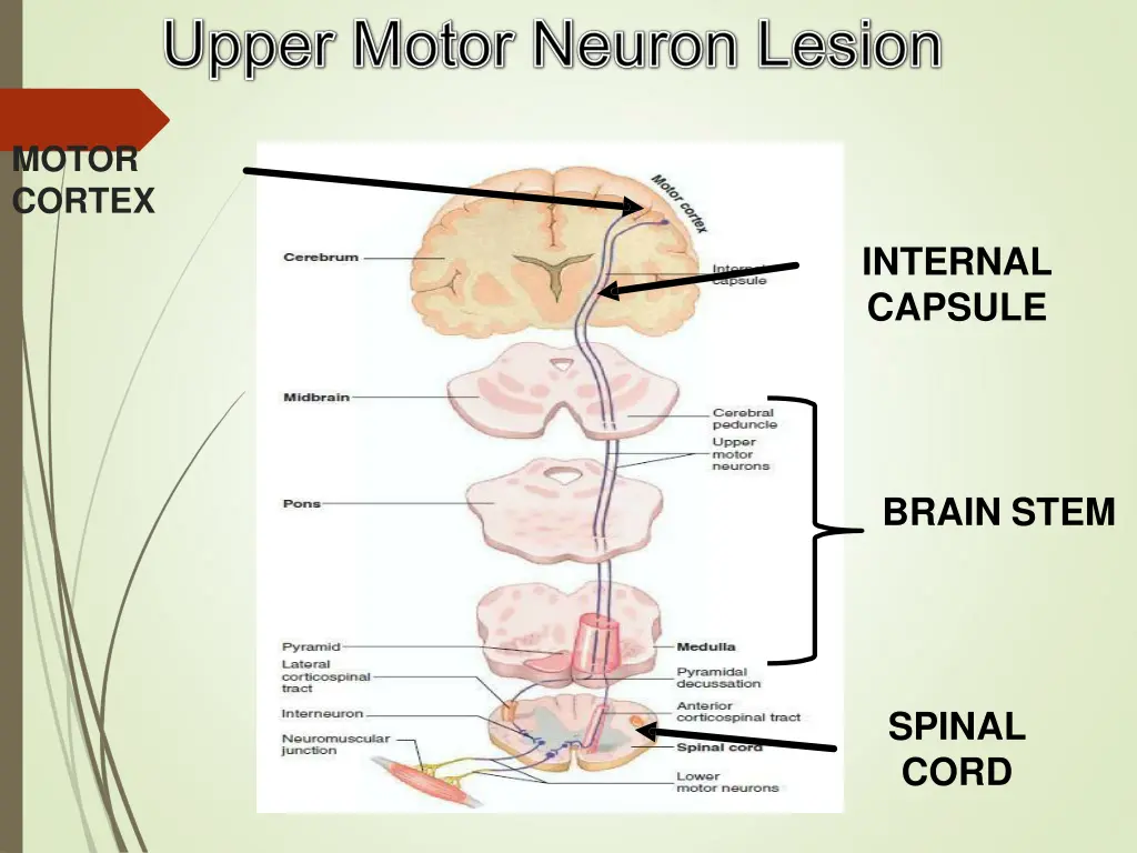 motor cortex