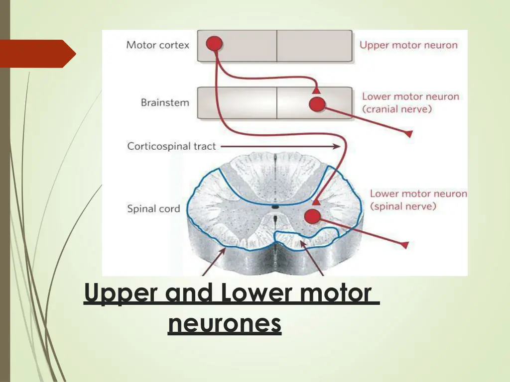 upper and lower motor neurones