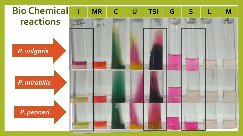 bio chemical reactions