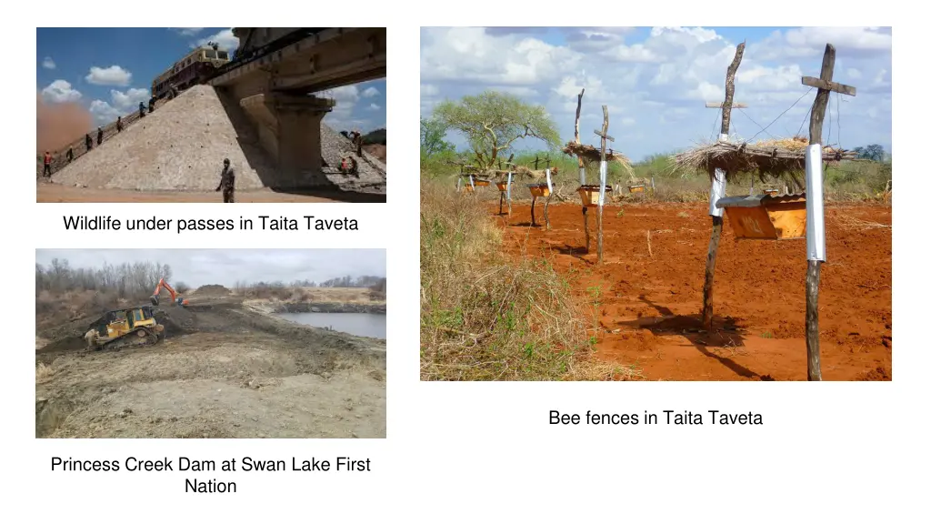 wildlife under passes in taita taveta