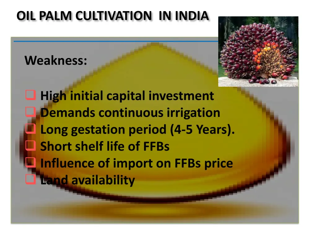 oil palm cultivation in india