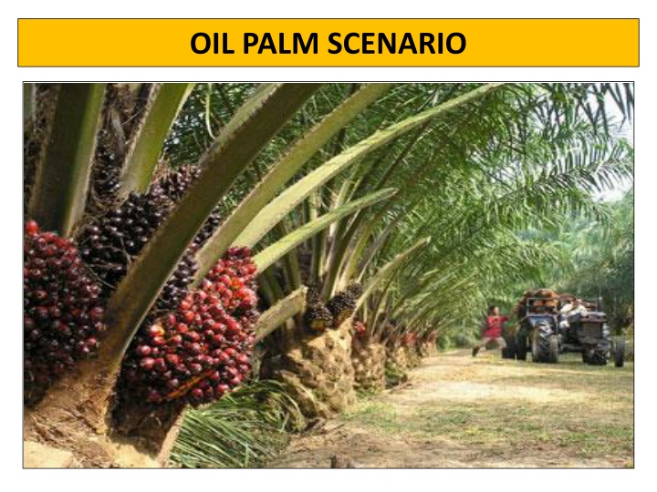 oil palm scenario