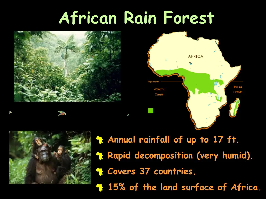 african rain forest