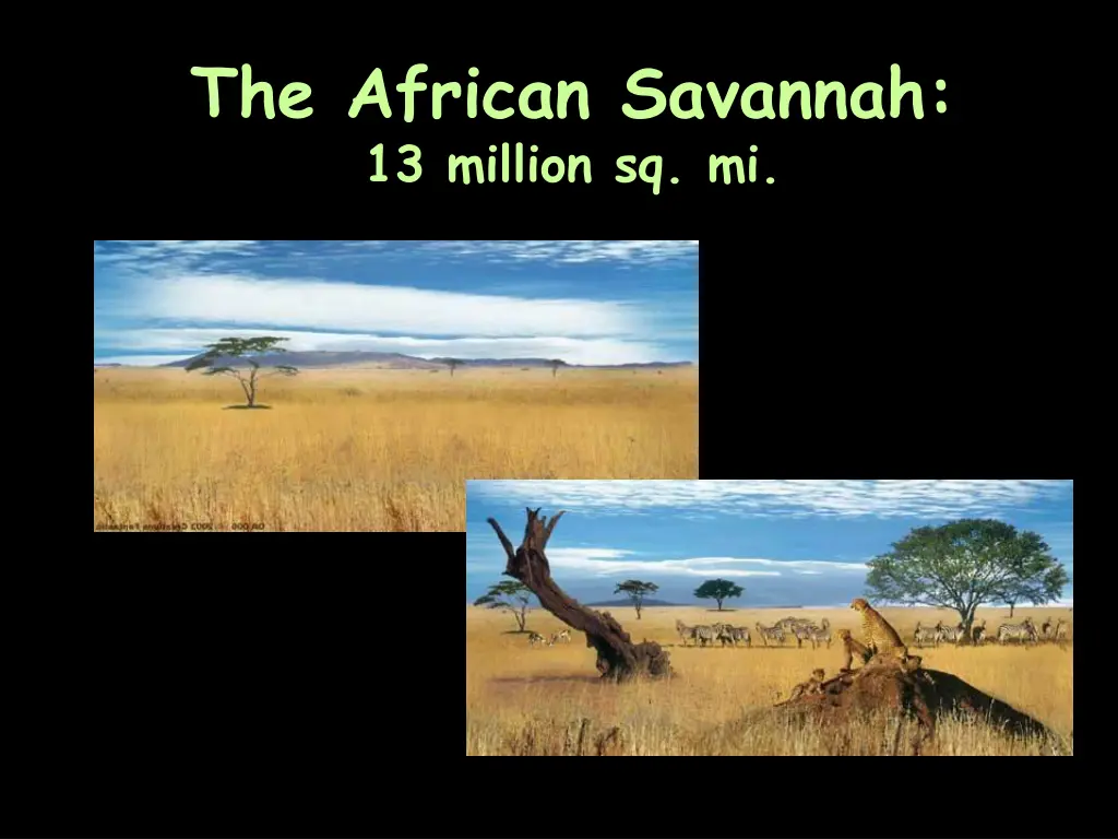 the african savannah 13 million sq mi