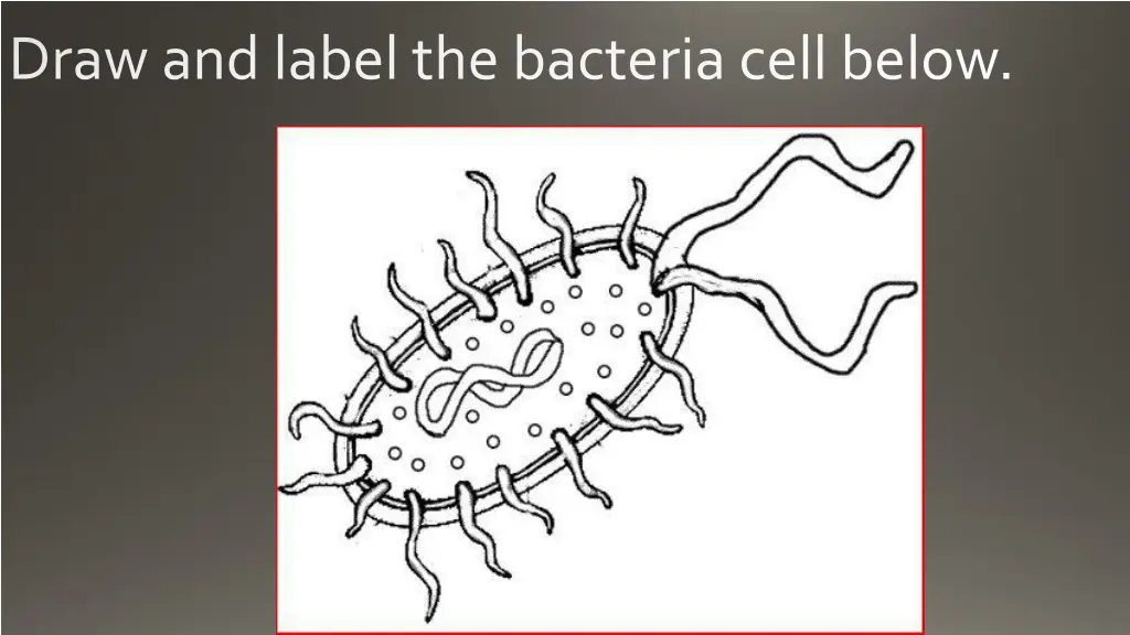 draw and label the bacteria cell below