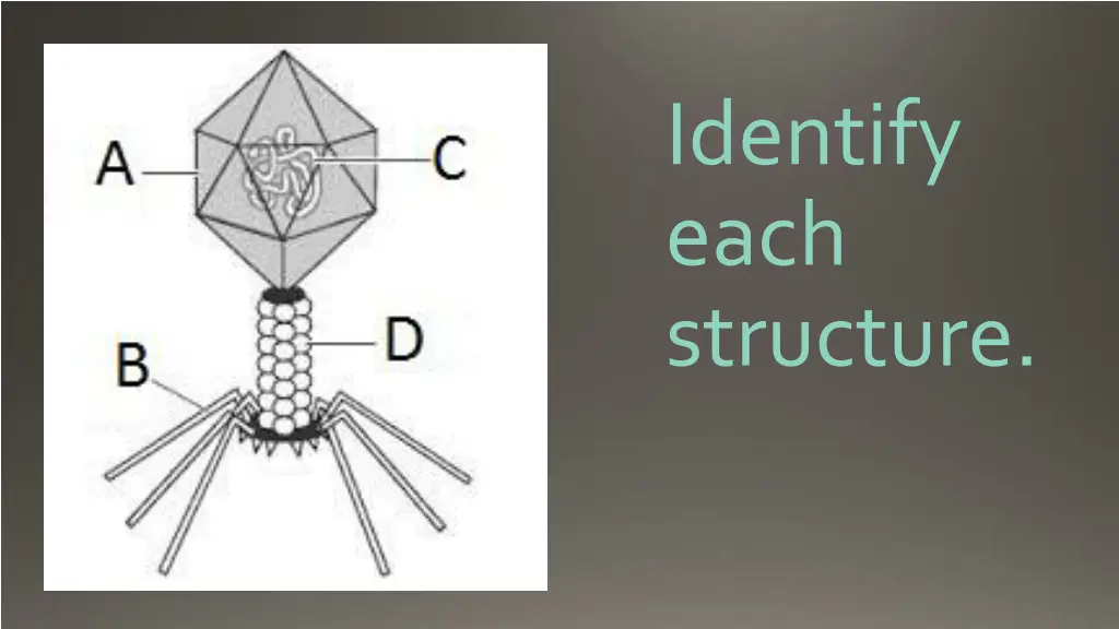 identify each structure