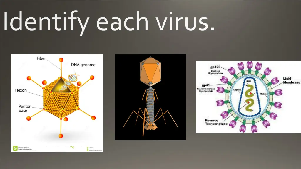 identify each virus