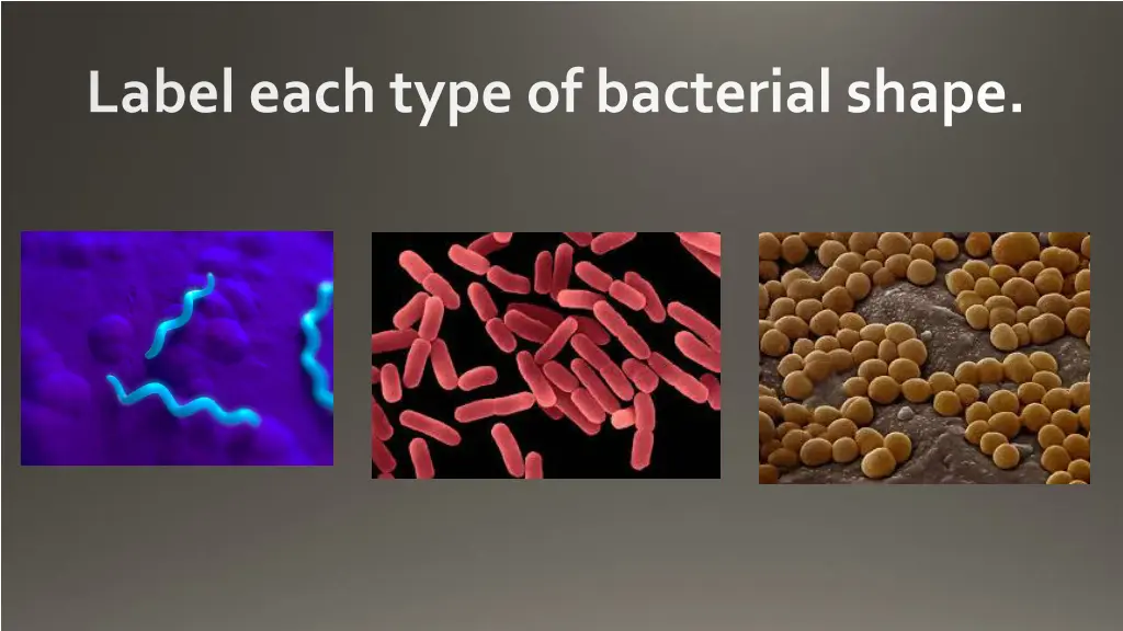 label each type of bacterial shape