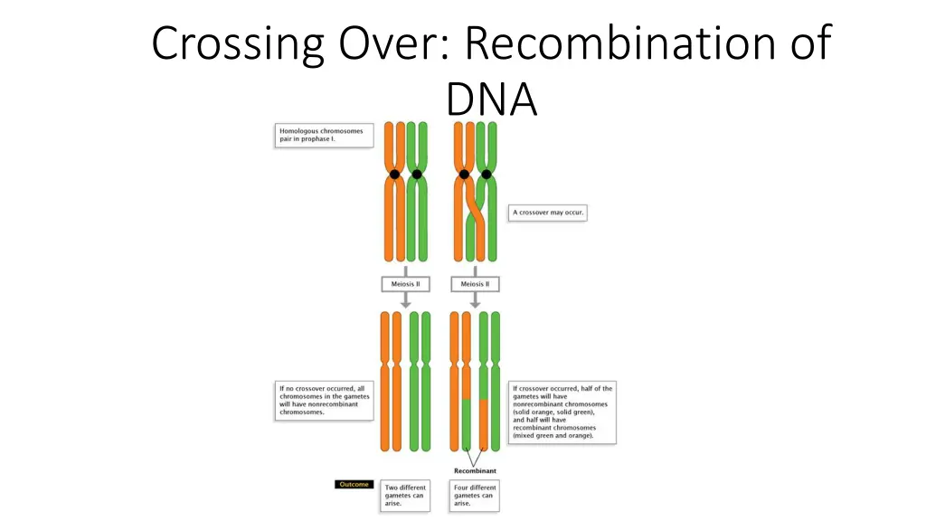 crossing over recombination of dna