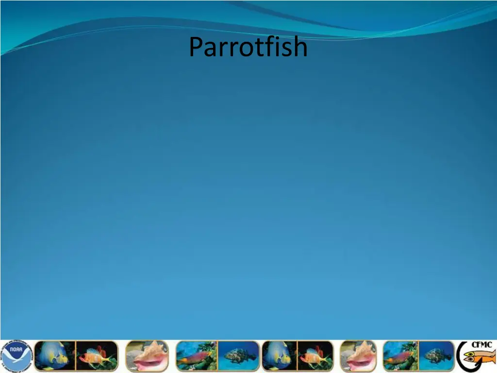 parrotfish