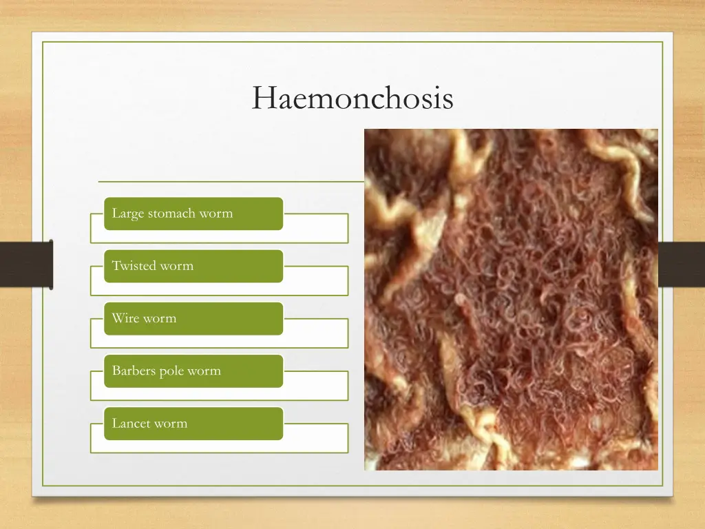 haemonchosis