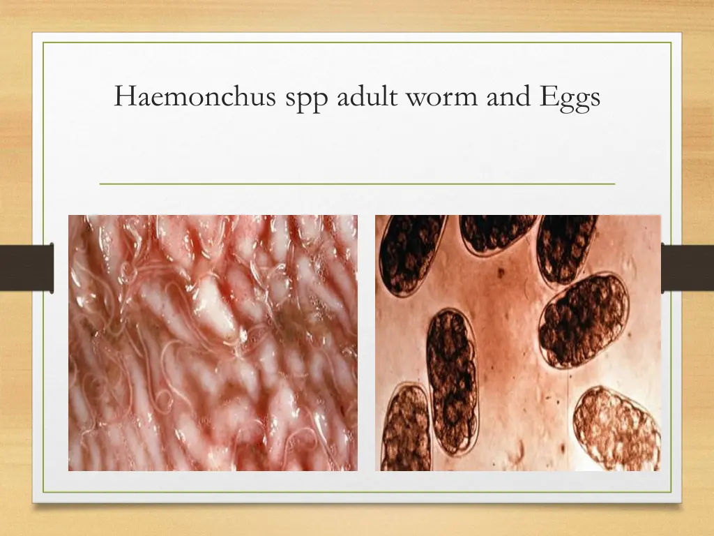 haemonchus spp adult worm and eggs