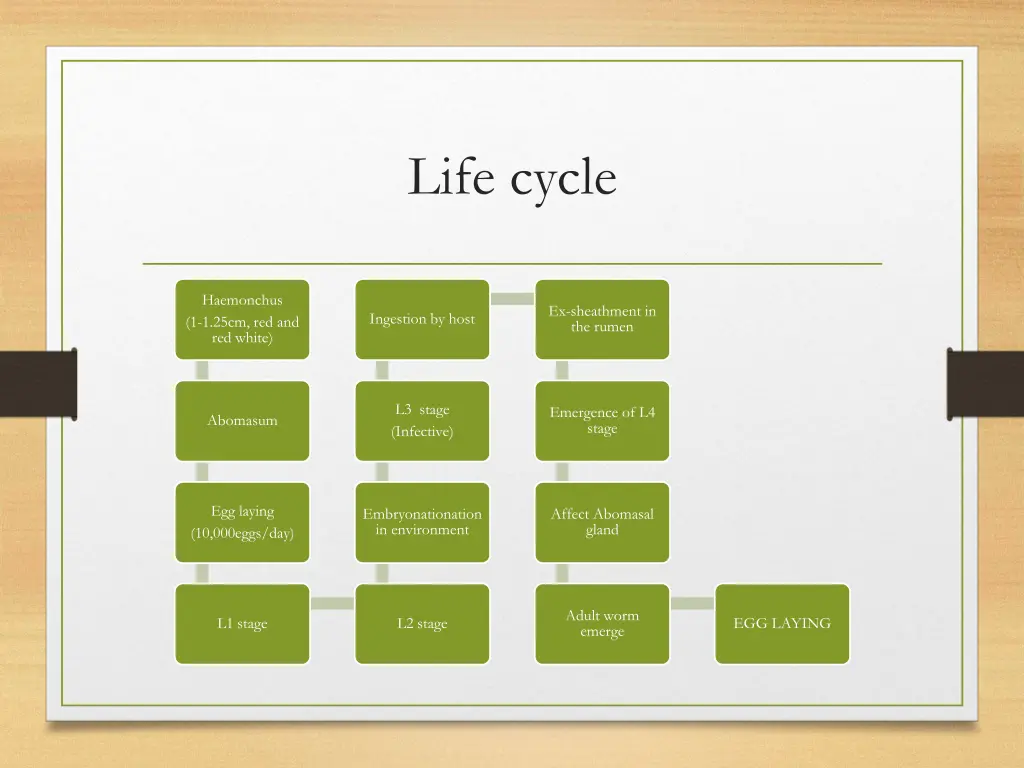 life cycle