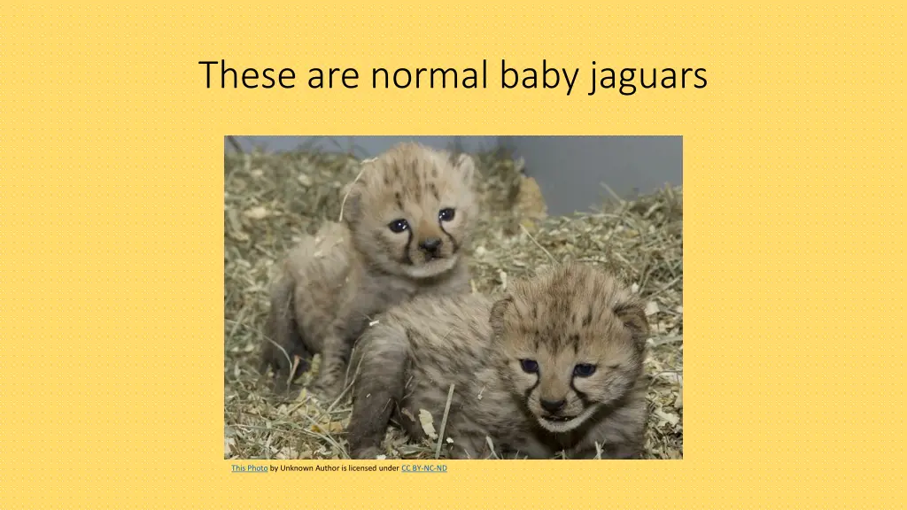 these are normal baby jaguars