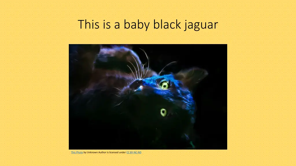 this is a baby black jaguar