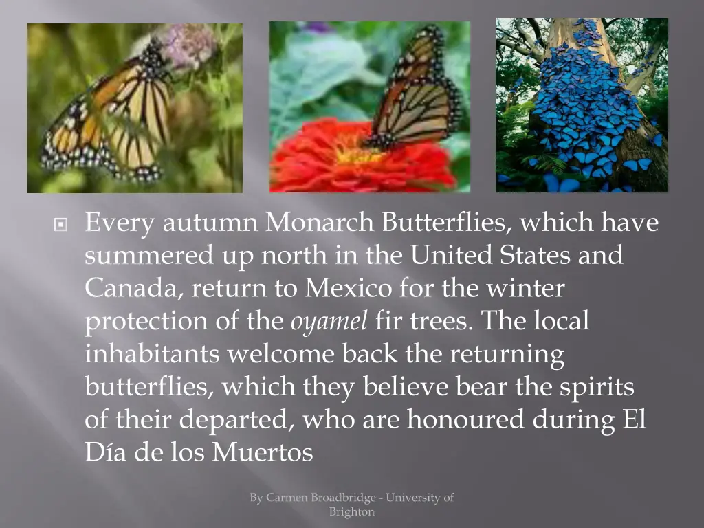 every autumn monarch butterflies which have