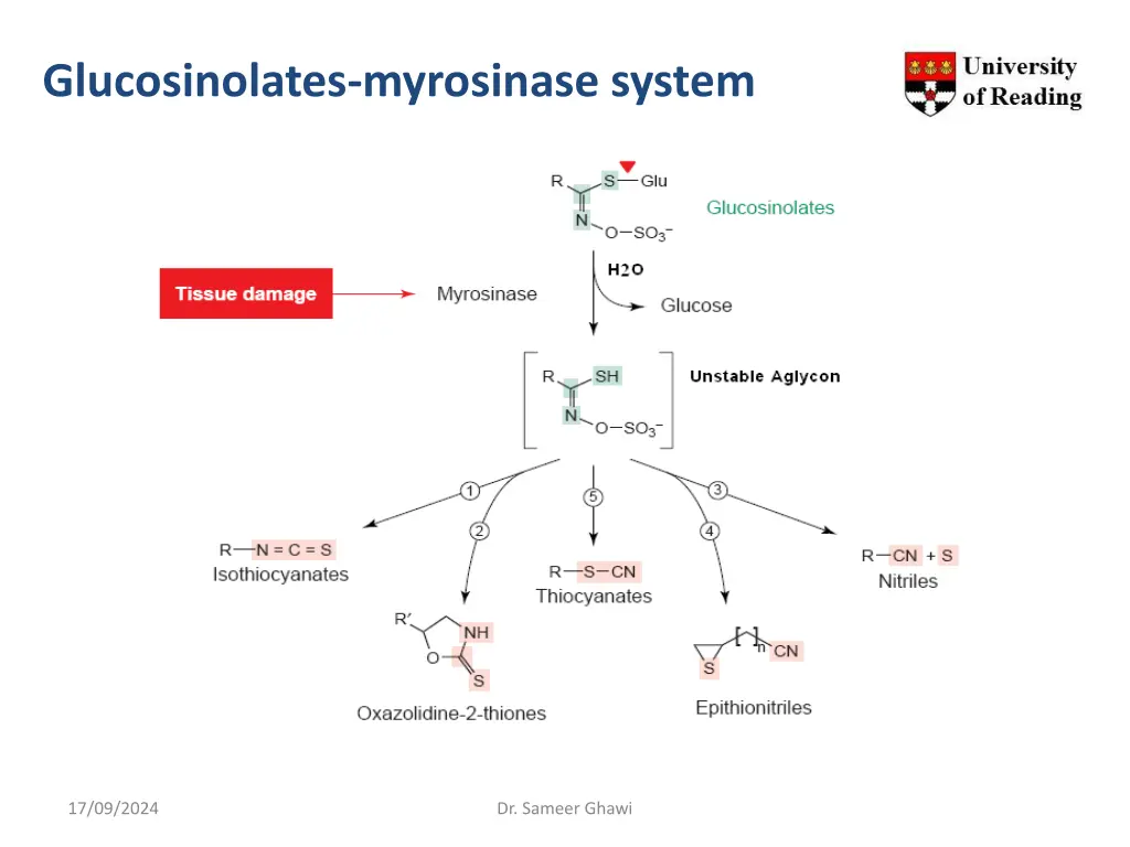 glucosinolates myrosinase system