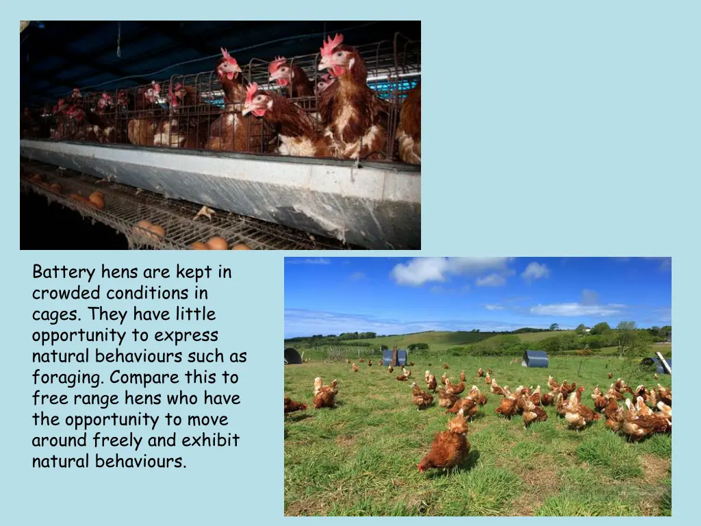 battery hens are kept in crowded conditions