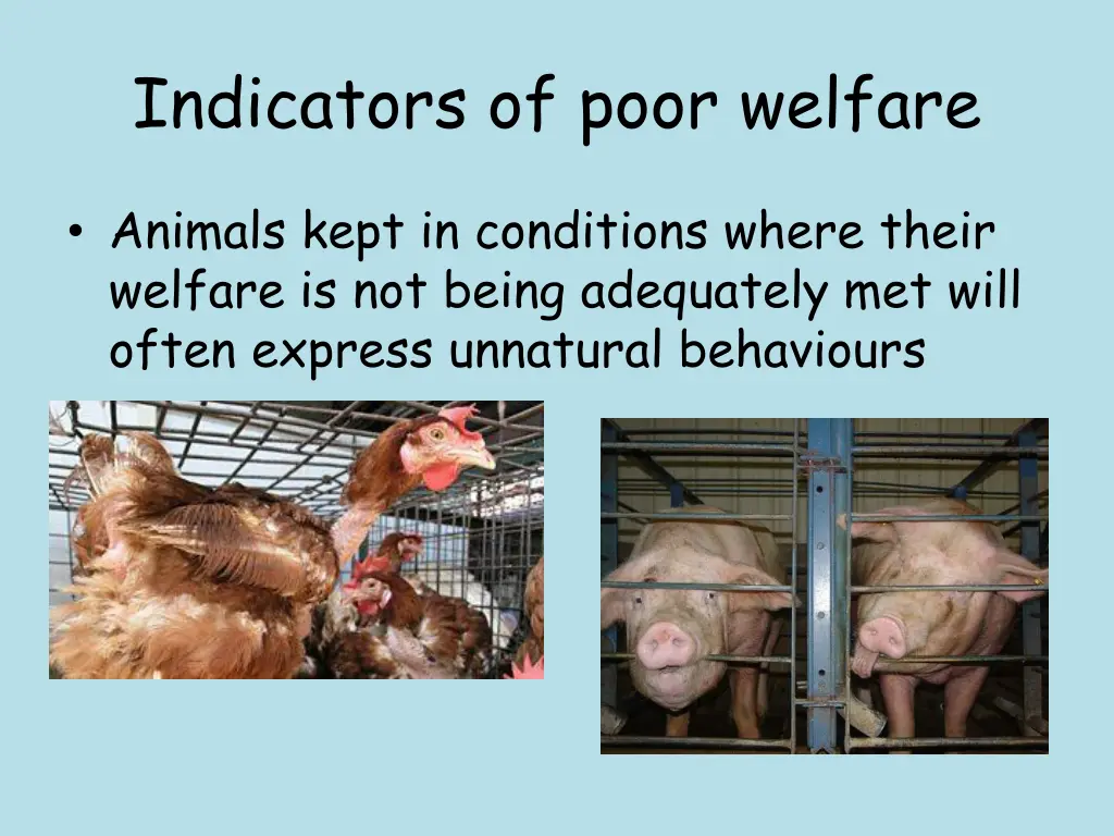 indicators of poor welfare